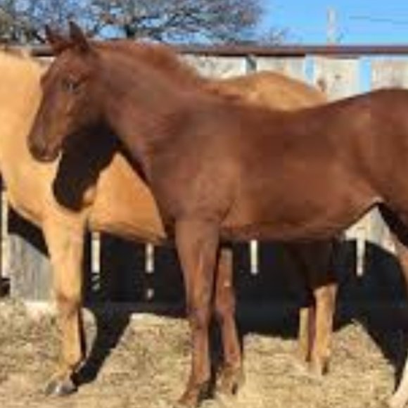 All the ponies! - Picture 8 of 8